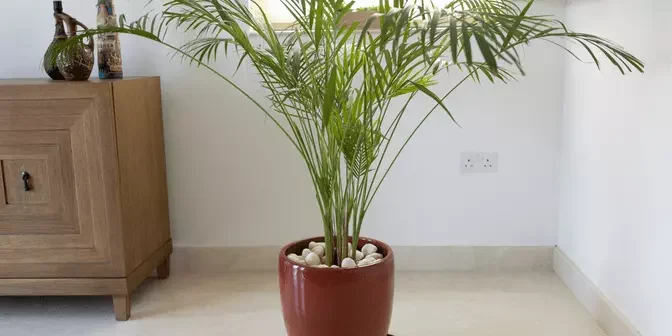 Palem Kuning palem kuning