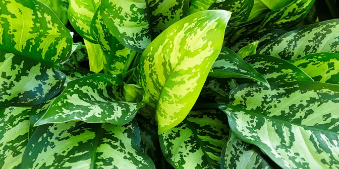 Tanaman hias Sri Rejeki