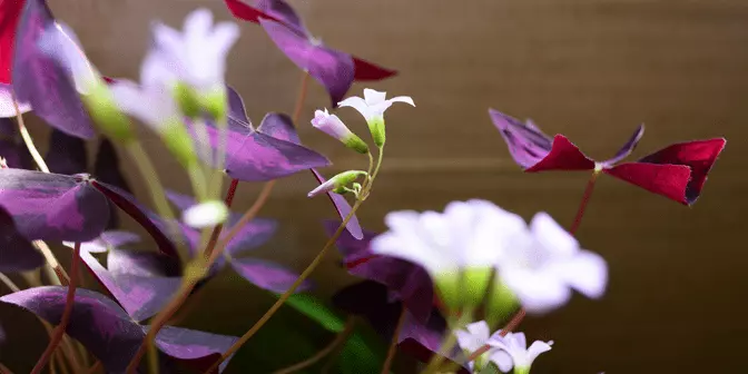 Tanaman Kupu-kupu / Oxalis Plant